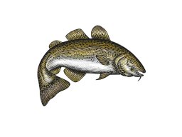 cod fish